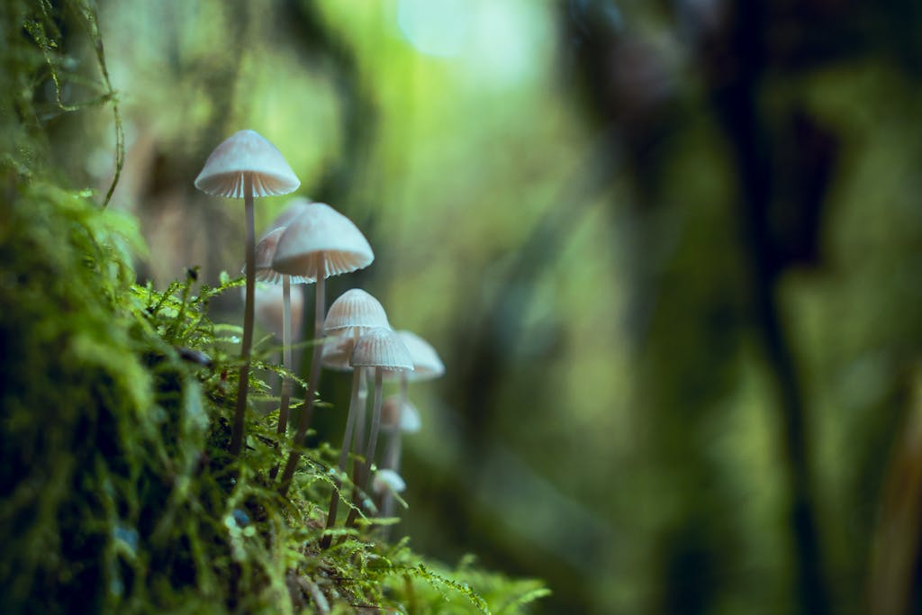 Close-up of small wild mushrooms growing amidst lush, green foliage in a serene forest setting.