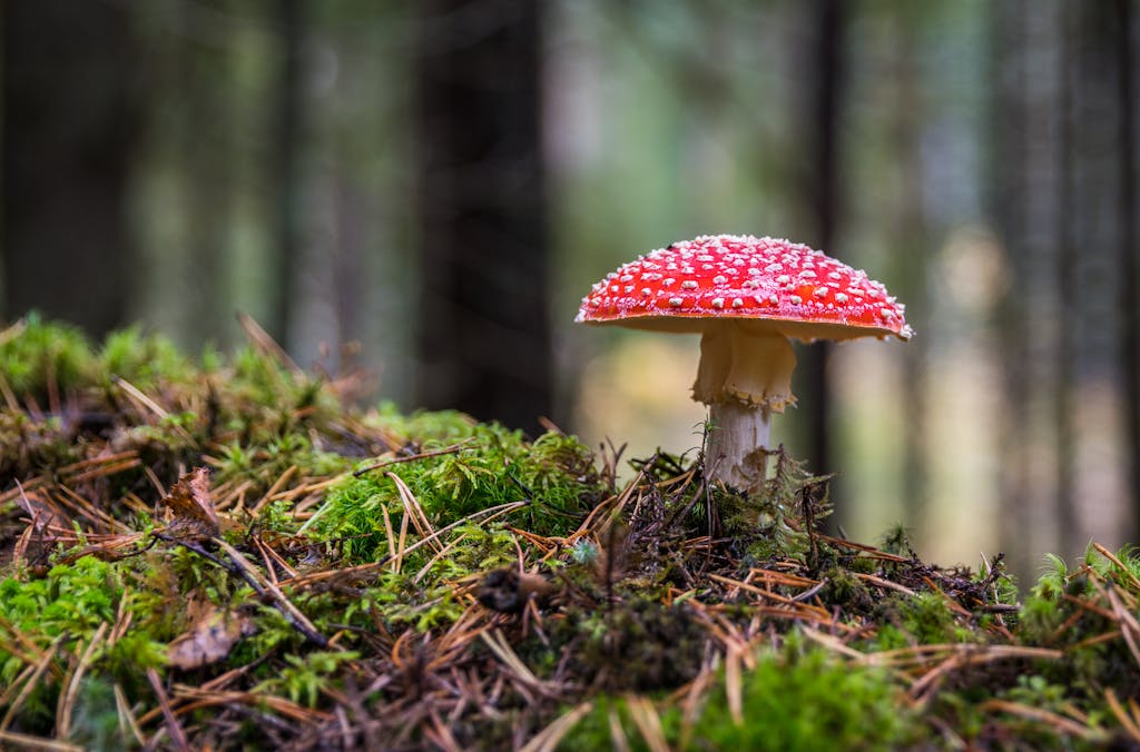 Close-up of a Fly Agaric mushroom on mossy forest floor, showcasing its vibrant colors.