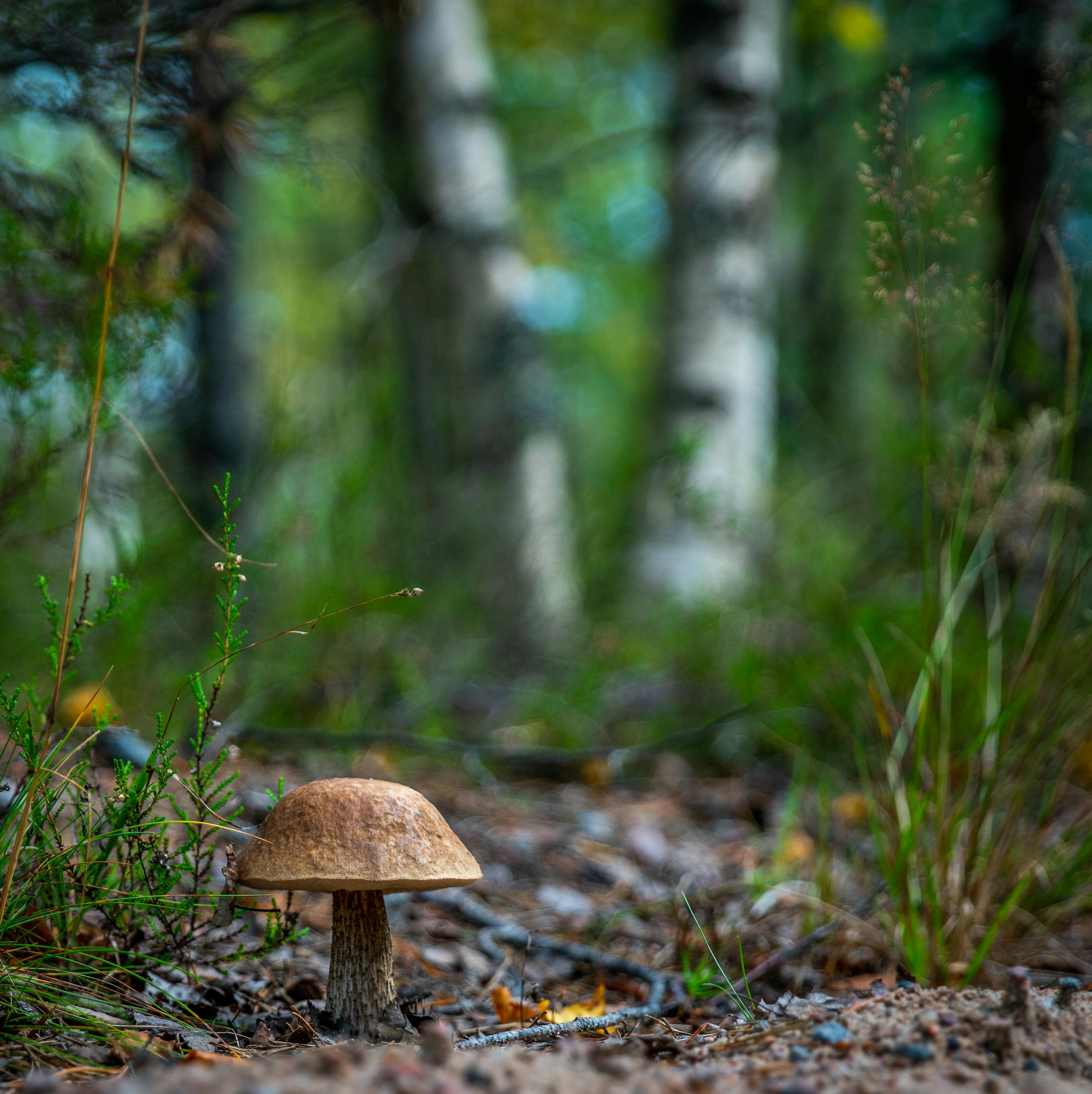 Detailed view of a wild mushroom in a lush forest setting with trees and greenery.